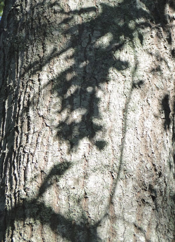 shadows tree trunk