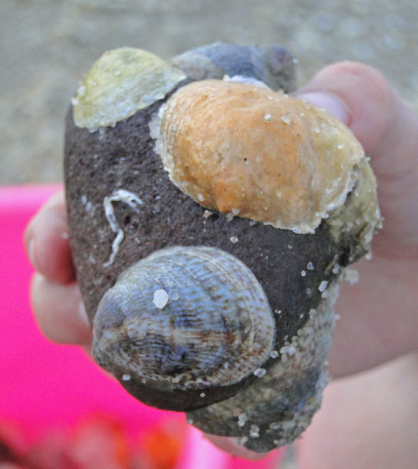 shells on stone