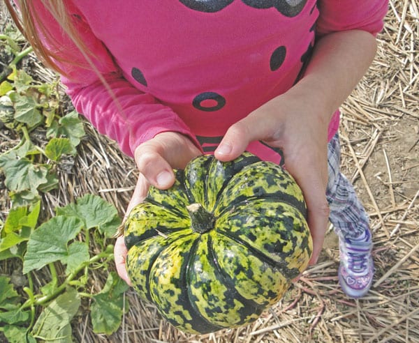 squash variety