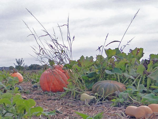 pumpkins butternut squash