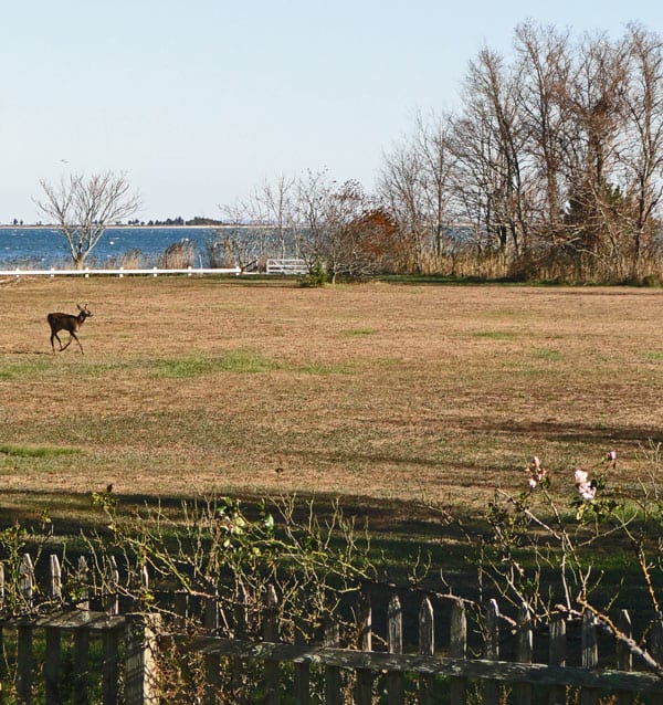 water view deer field