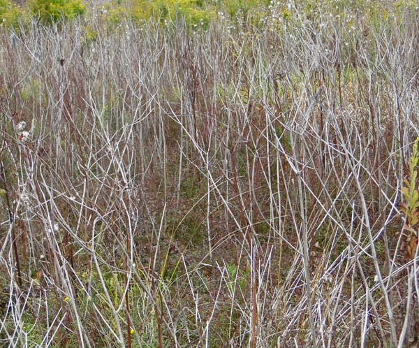 white shrubs