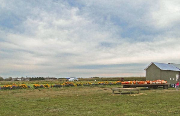 The Great Pumpkin patch