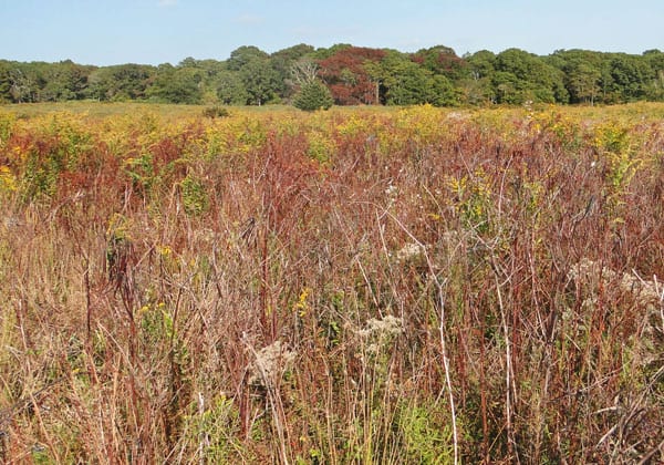 yellow red landscape