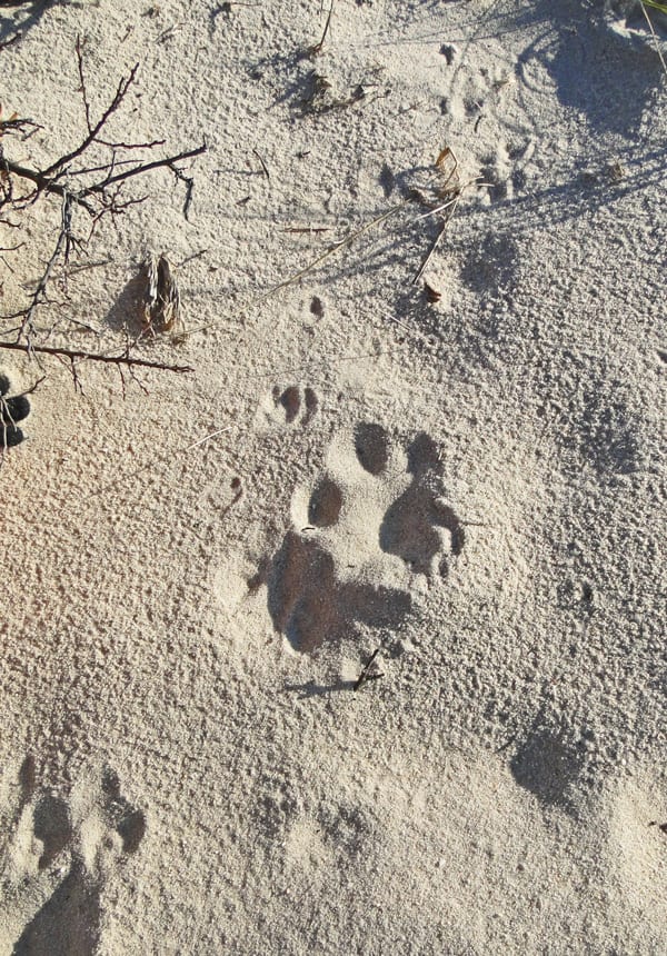 animal tracks sand