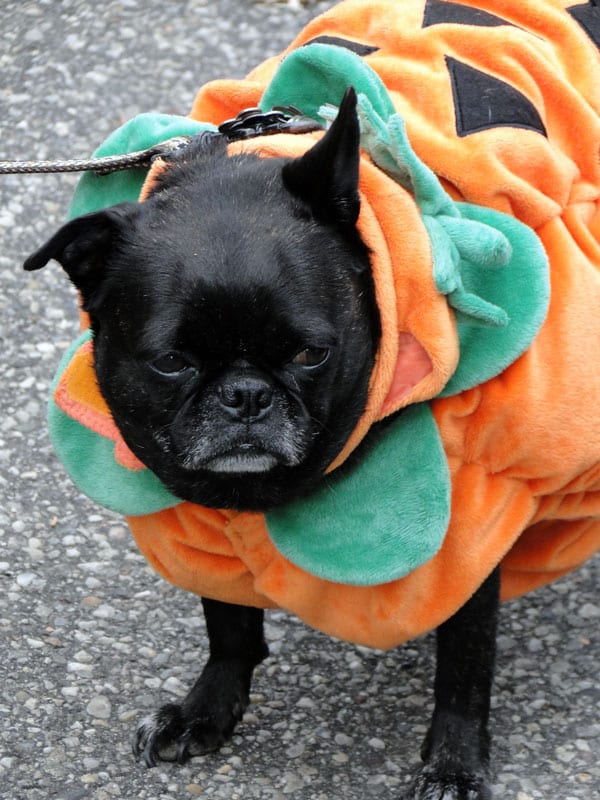 dog wearing halloween costume