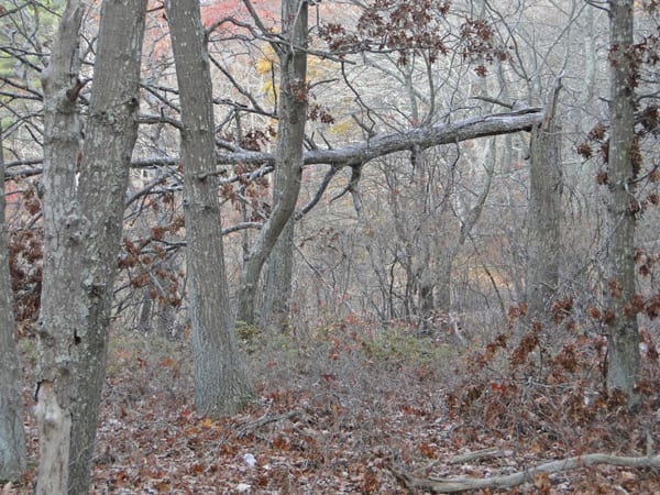 broken tree woods