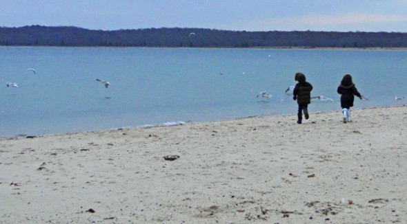 chasing seagulls