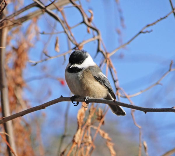 black capped chickadee morton national wildlife refuge