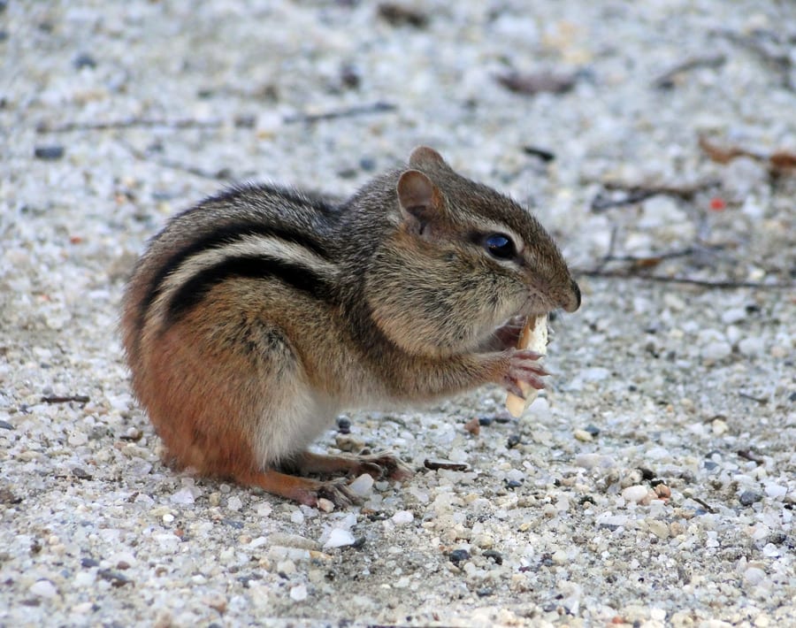 eastern chipmunk morton wildlife refuge