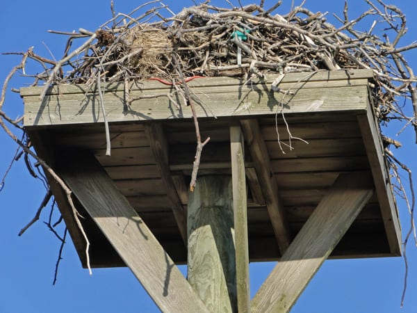 close up Osprey nest