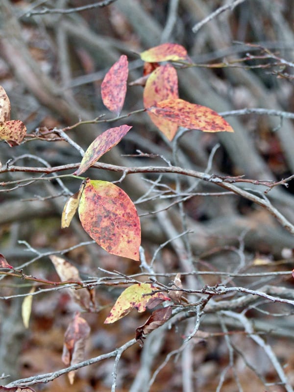 red leaves