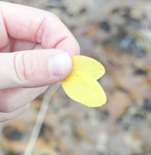 two small yellow leaves