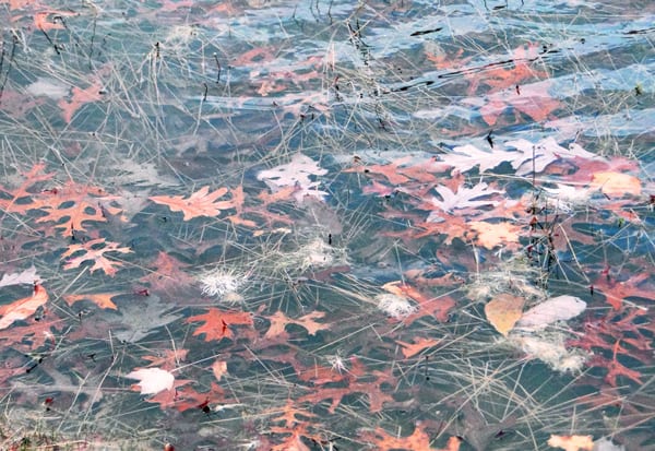 leaves underwater