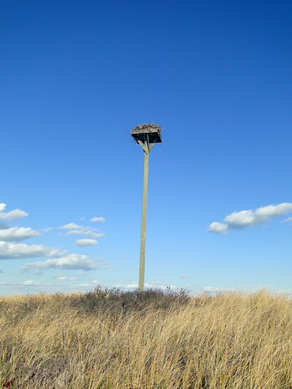 osprey nest platform
