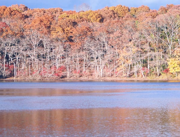 pond autumn shades