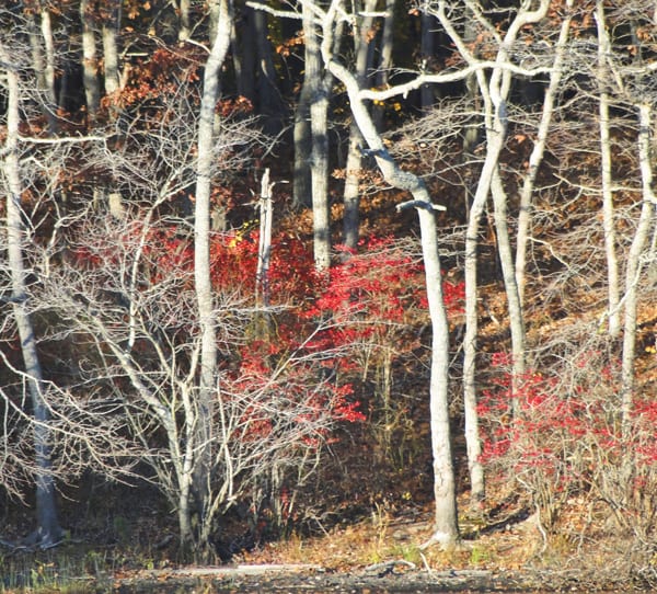 white trees, red leaves