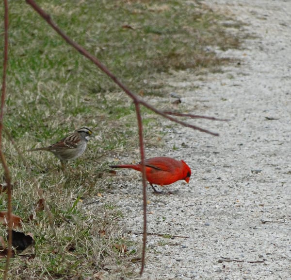 wild birds