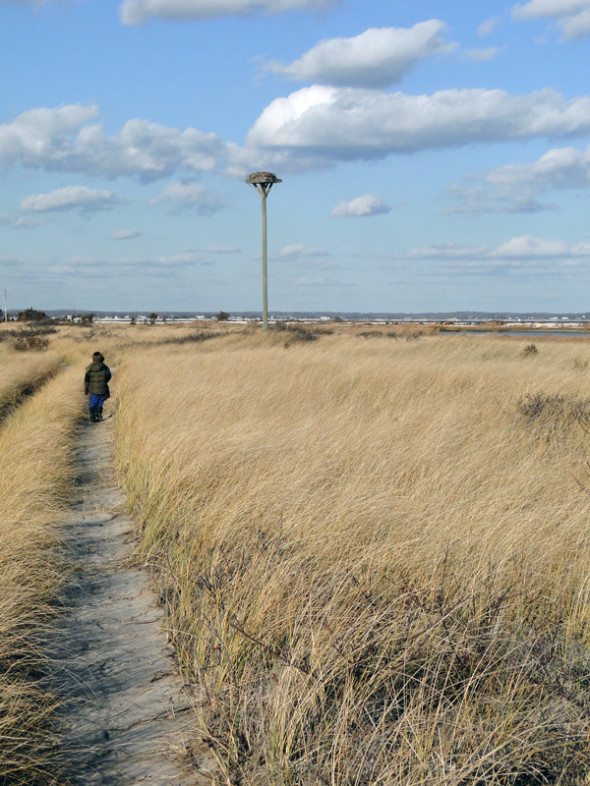 path osprey nest