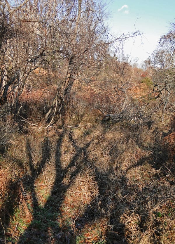 tree shadows