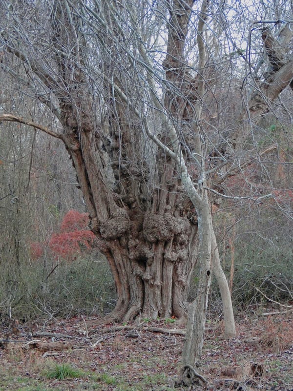 tree morton national wildlife refuge