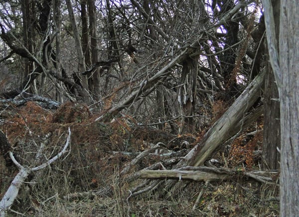 fallen trees