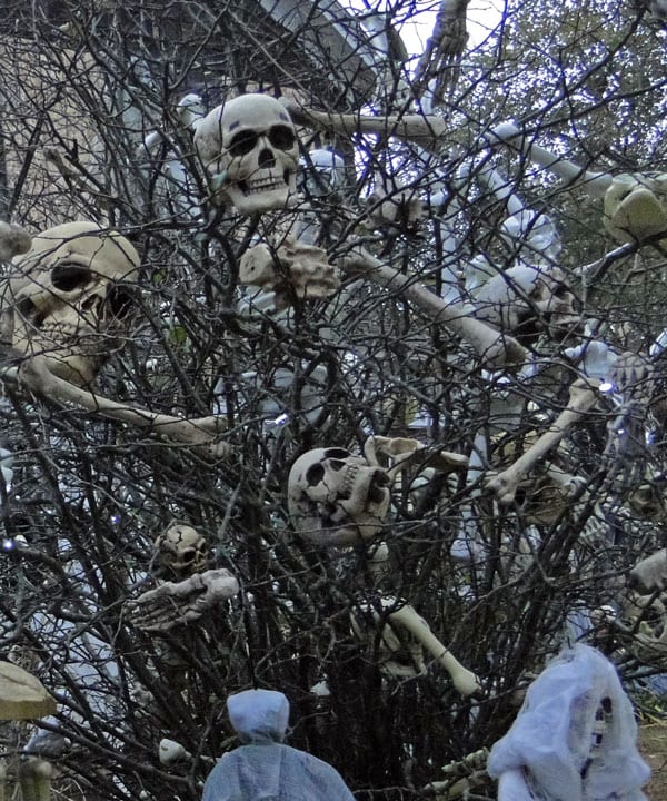 skulls bush halloween usa