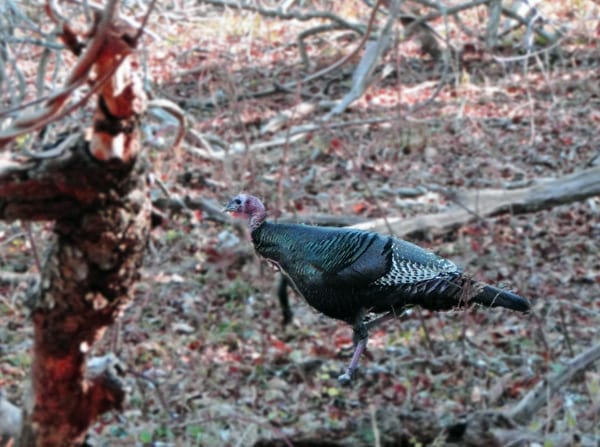 turkey morton refuge woods