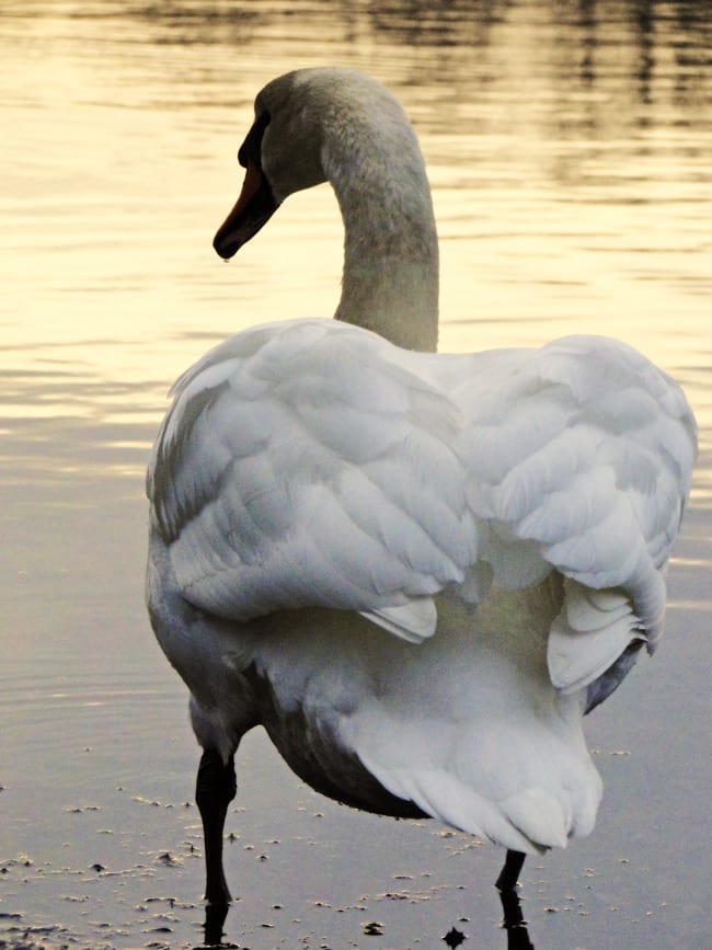 swan standing by pond