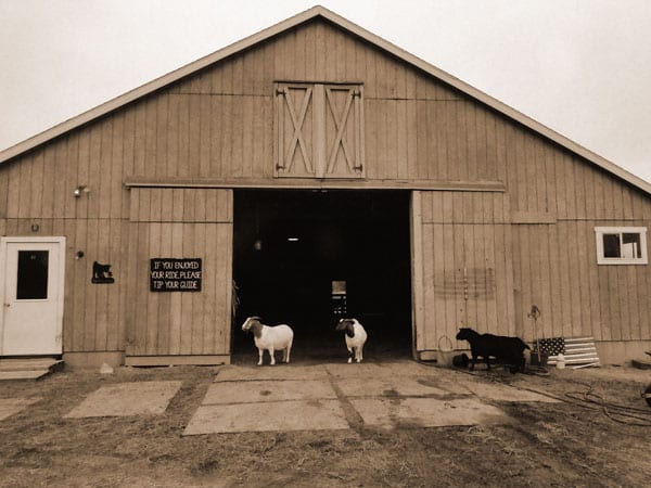 barn goats