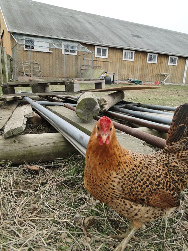 hen near barn