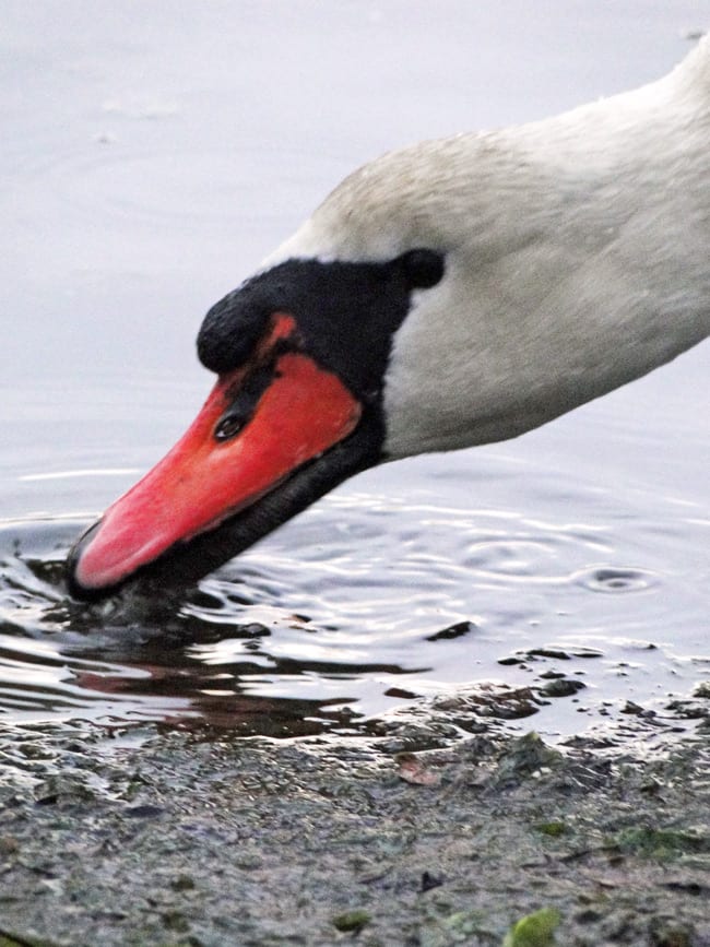 swan eating bread
