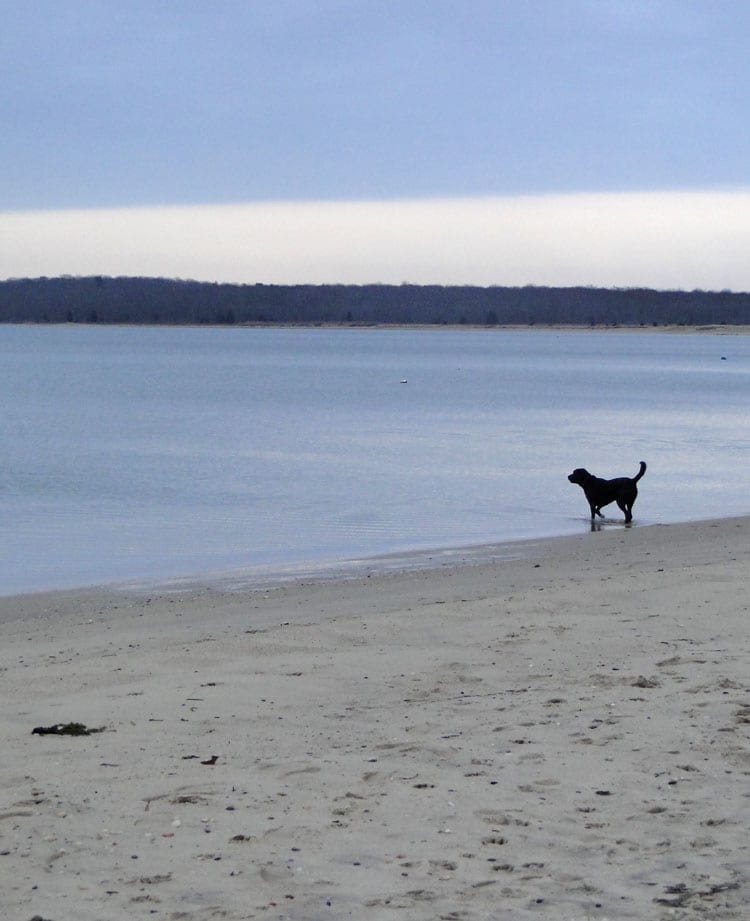 dog beach