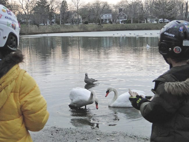 feeding swans pond