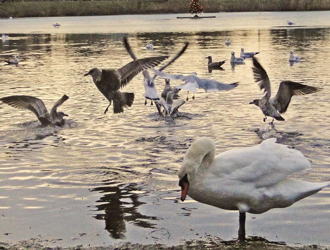 gulls flapping swans
