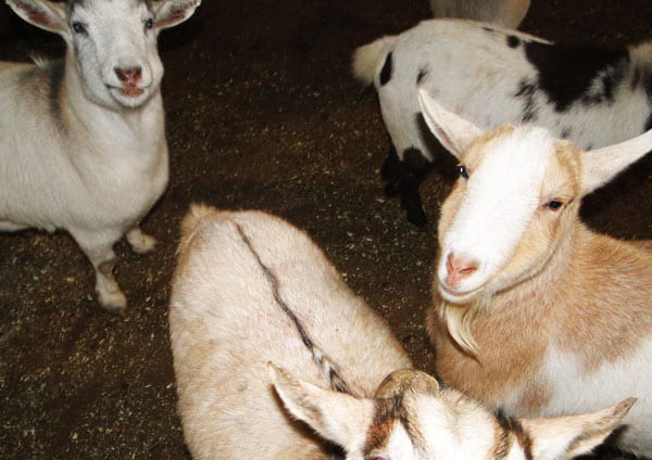 goats inside barn