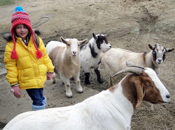 goats outside barn