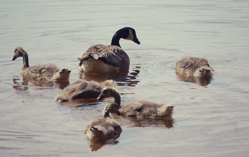 Goslings Otter Pond