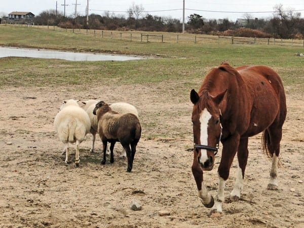 Horse and sheep in a field