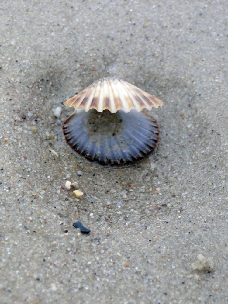 scallop shell