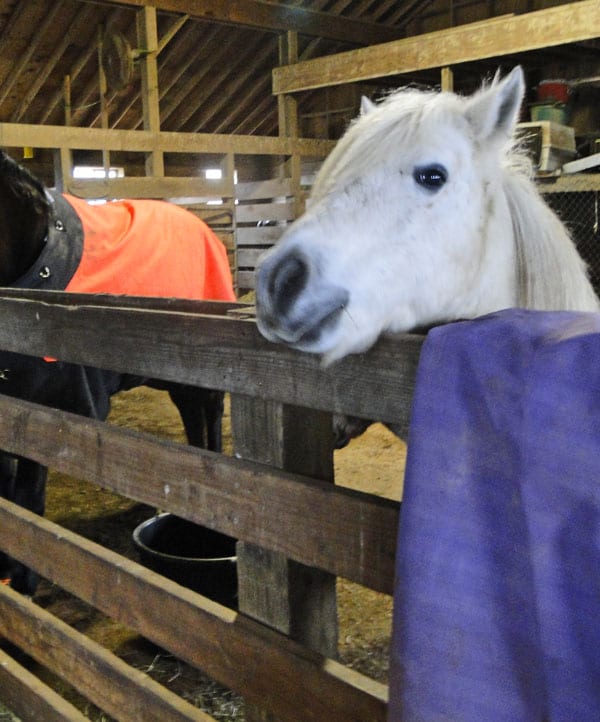 pony barn