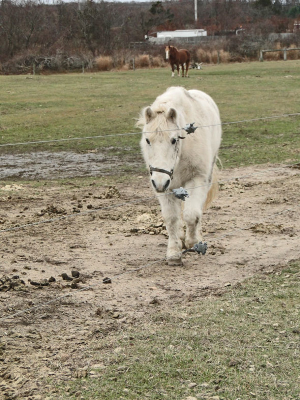 white pony field