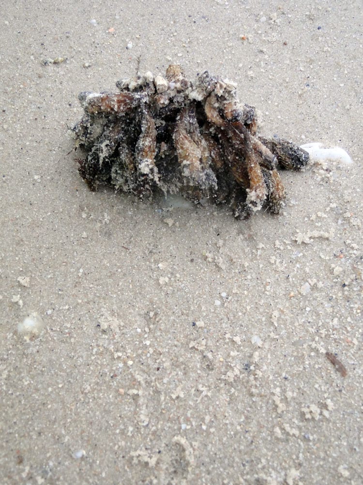 sea plant barnacles