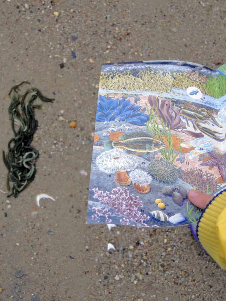 seaweed beachcombing guide