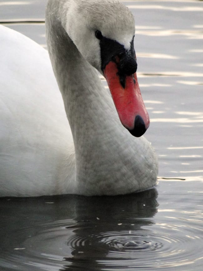 swan lake pond