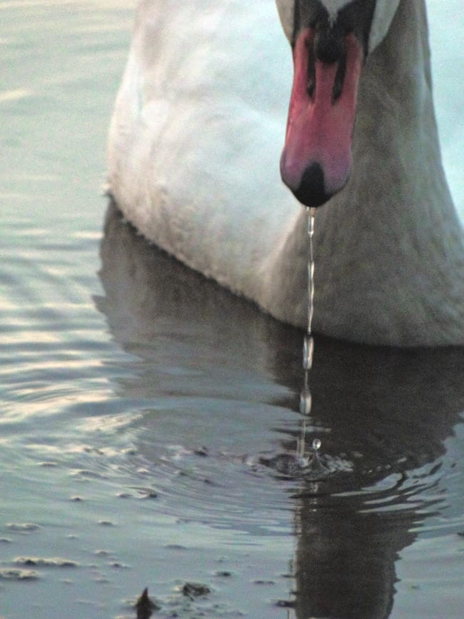 water swan beak