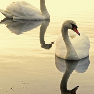 odette siegfried swan lake