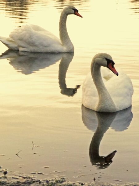 odette siegfried swan lake