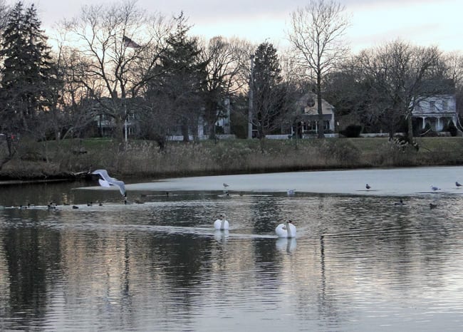 swans birds ponds