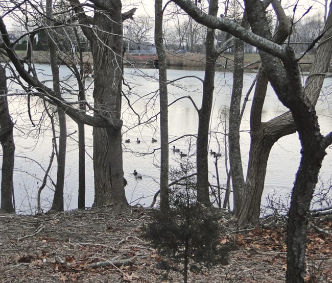 Sag Harbor pond ducks trees